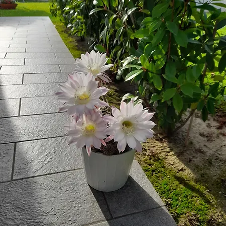 Griselda Bed and breakfast