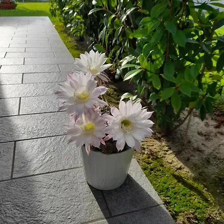 Bed & Breakfast Griselda Quinto Di Treviso