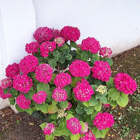 Griselda Couette-café