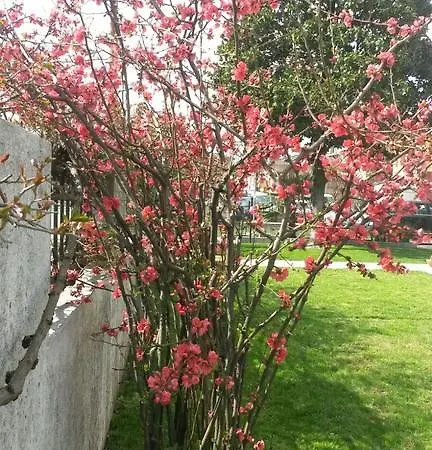 Griselda Quinto Di Treviso