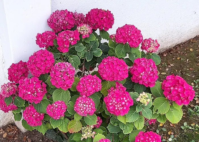 Griselda Bed & Breakfast